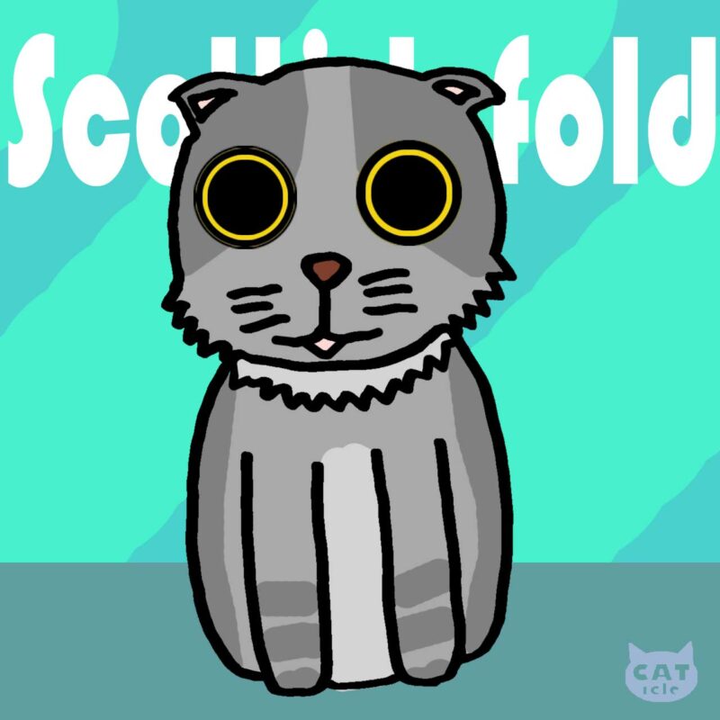 スコティッシュフォールド