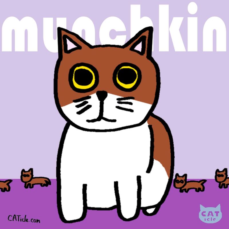 マンチカン