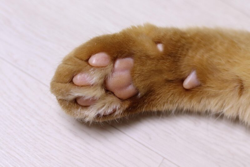 猫の体温調節の仕組みと暑さの限界