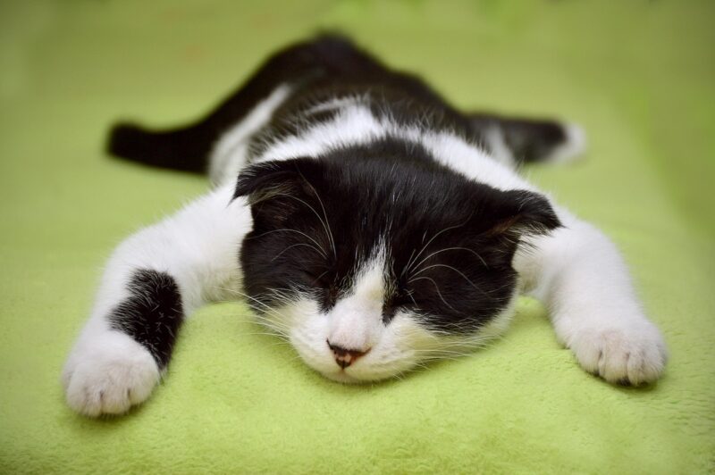 猫が暑さに弱い理由