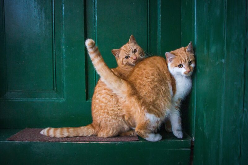 猫の年齢や体質別の暑さ対策