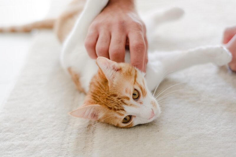 飼い主が知っておくべき熱中症の初期症状と応急処置