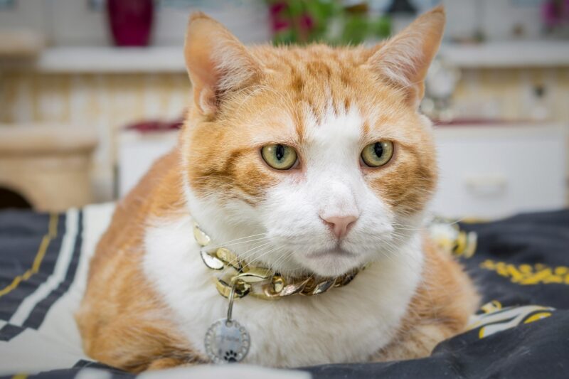 猫の暑さ対策に役立つグッズ活用法